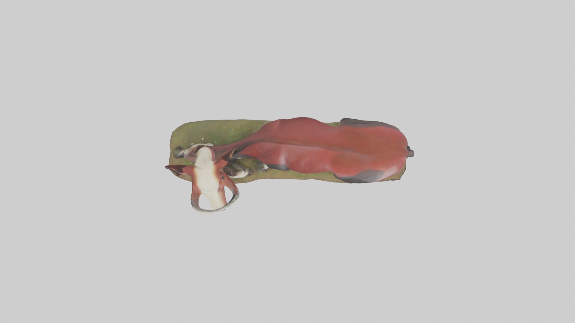 Okapi foraging model Low-poly 3D model_14