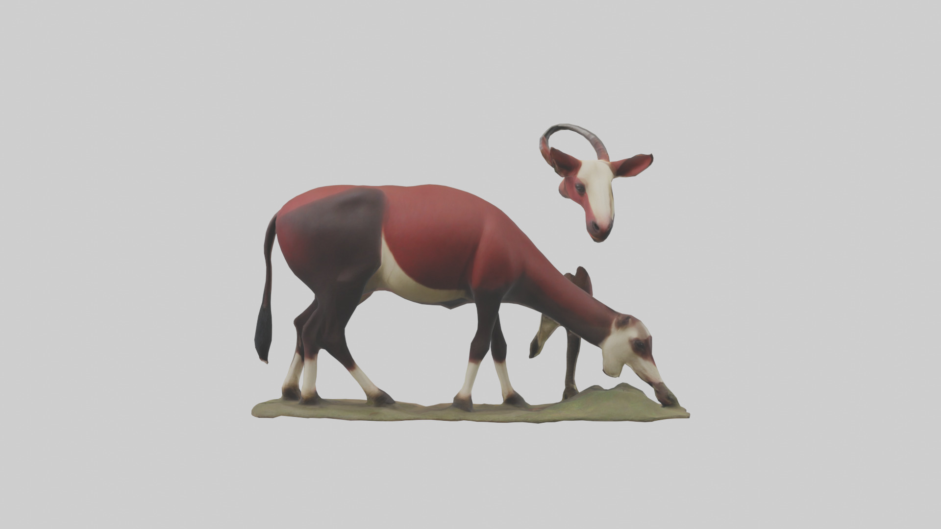 Okapi foraging model Low-poly 3D model_1