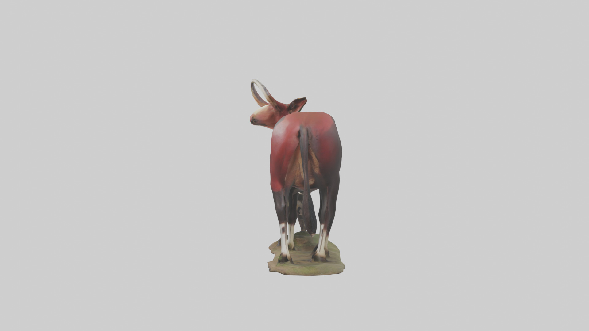 Okapi foraging model Low-poly 3D model_12