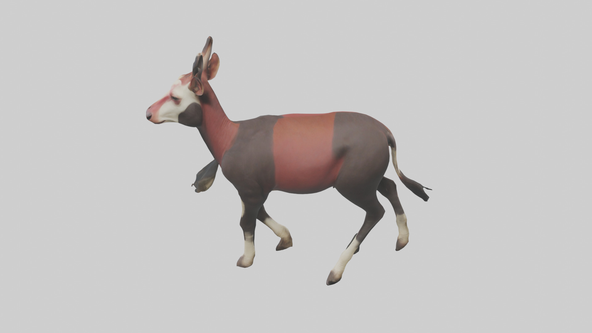 Okapi walking model Low-poly 3D model_15