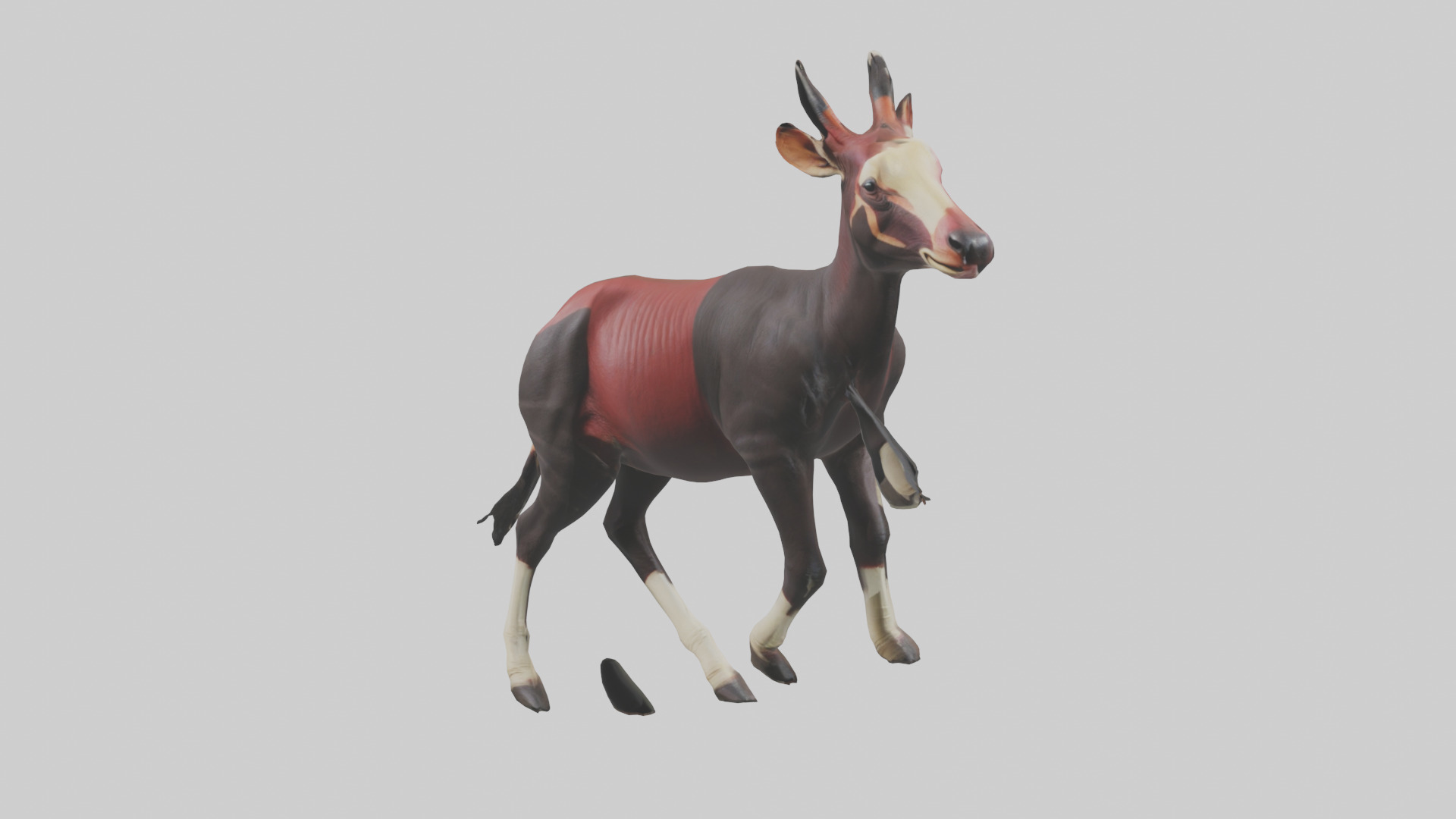 Okapi walking model Low-poly 3D model_10