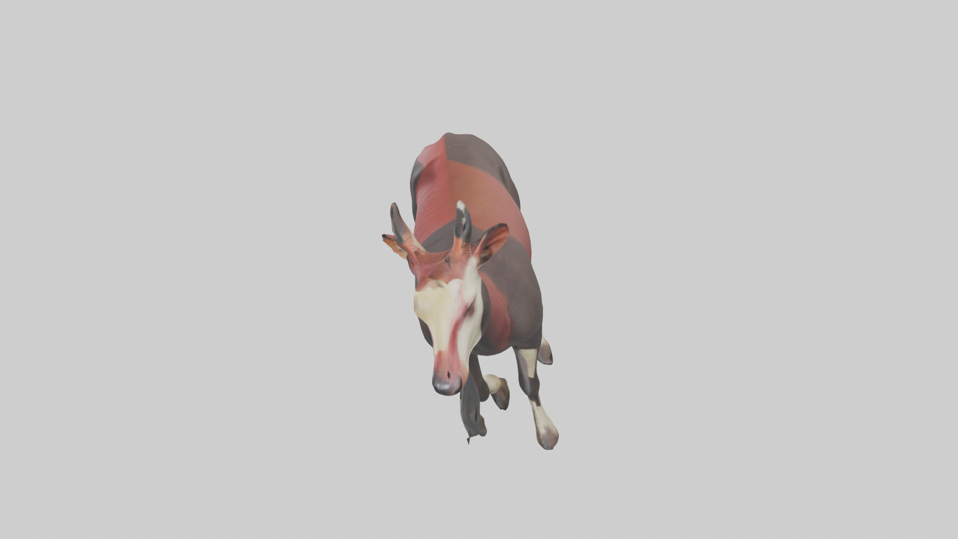 Okapi walking model Low-poly 3D model_17