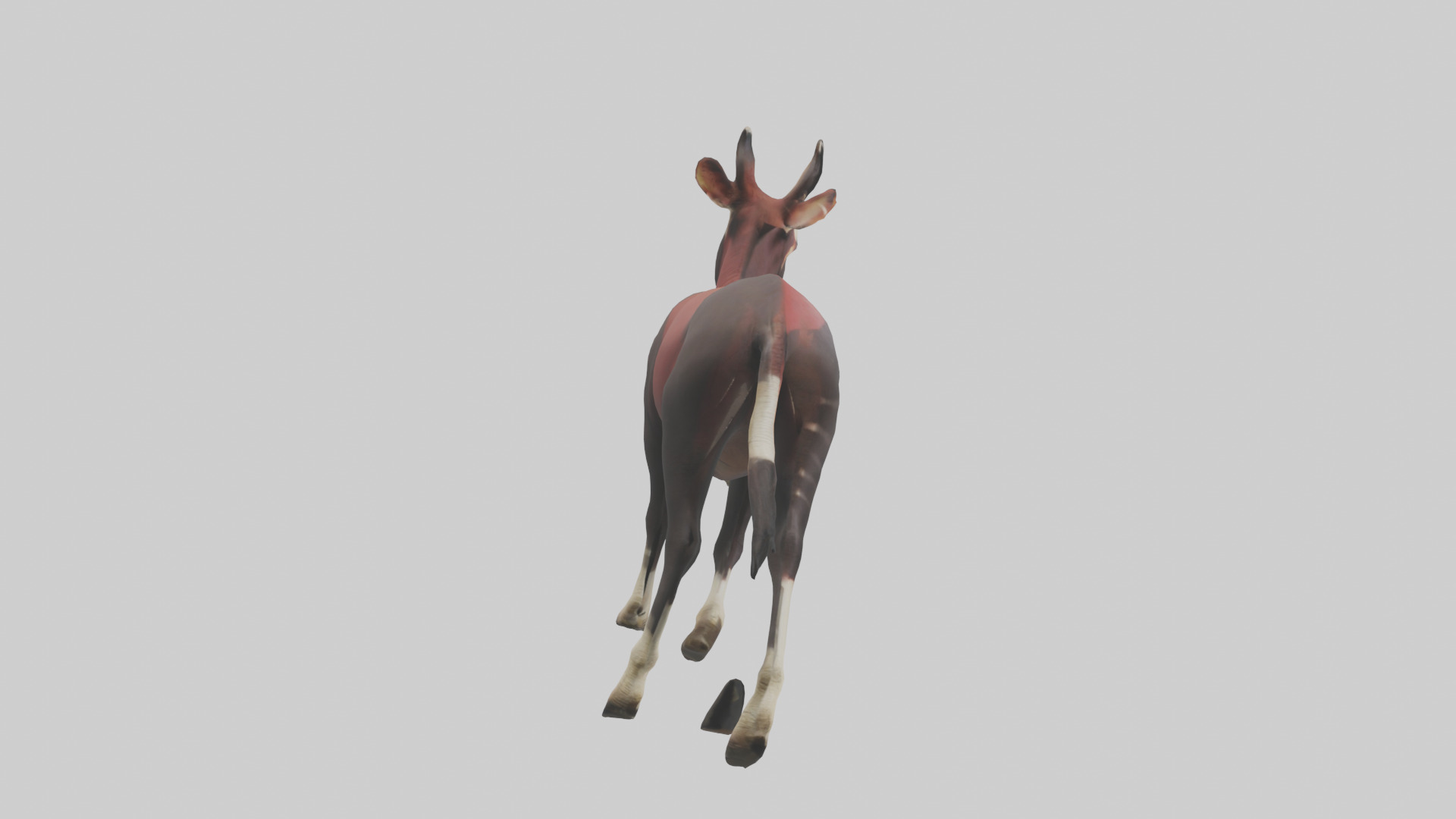 Okapi walking model Low-poly 3D model_13