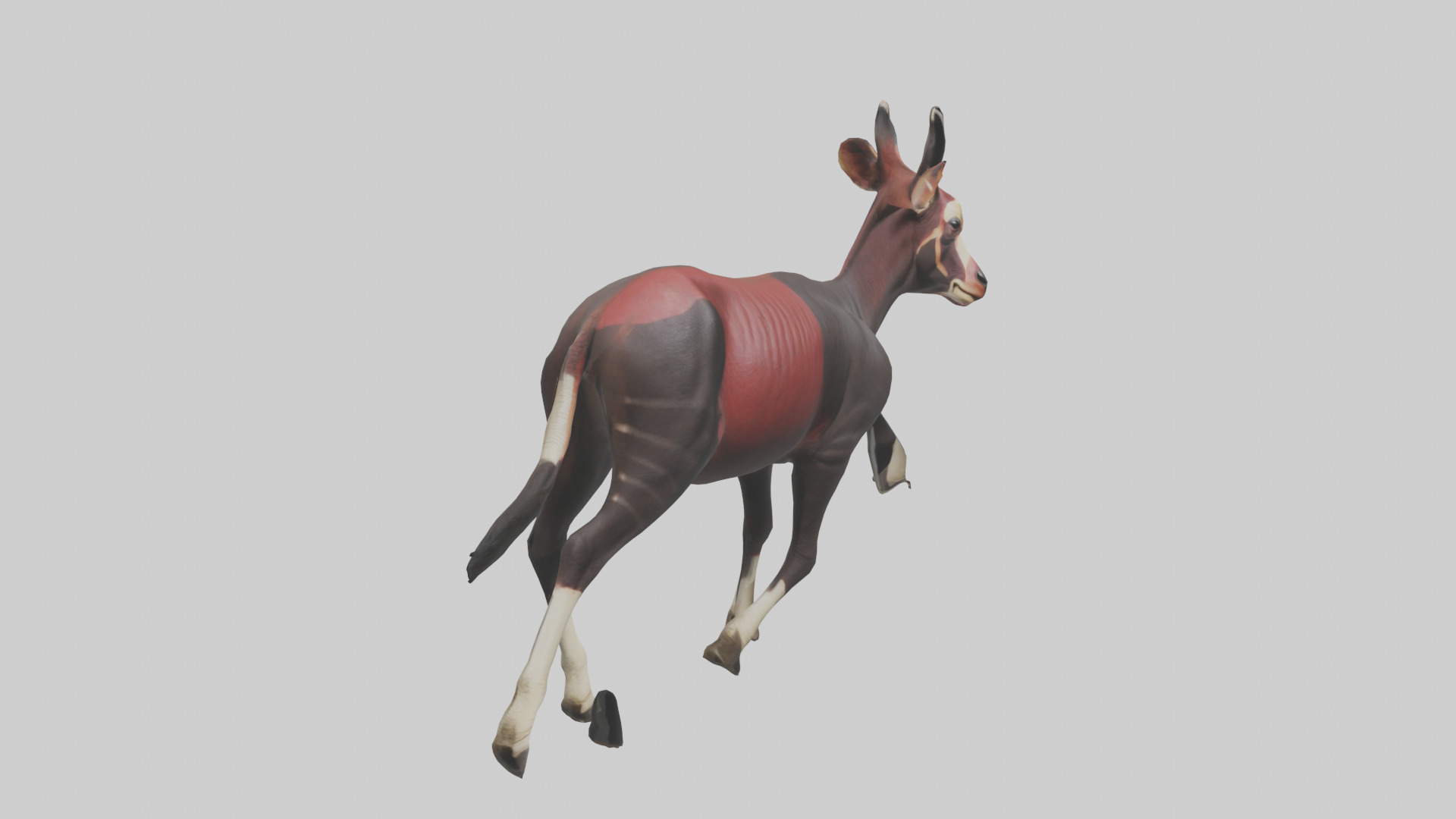 Okapi walking model Low-poly 3D model_7