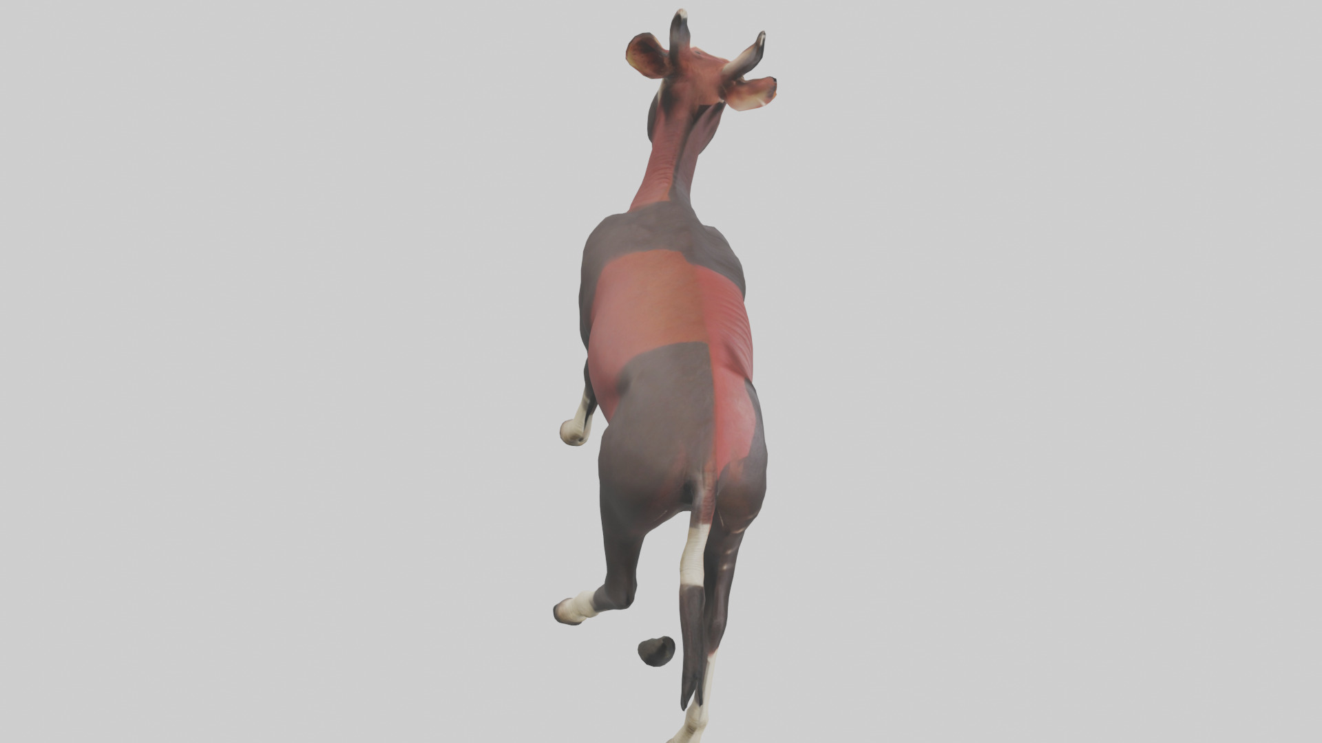 Okapi walking model Low-poly 3D model_18