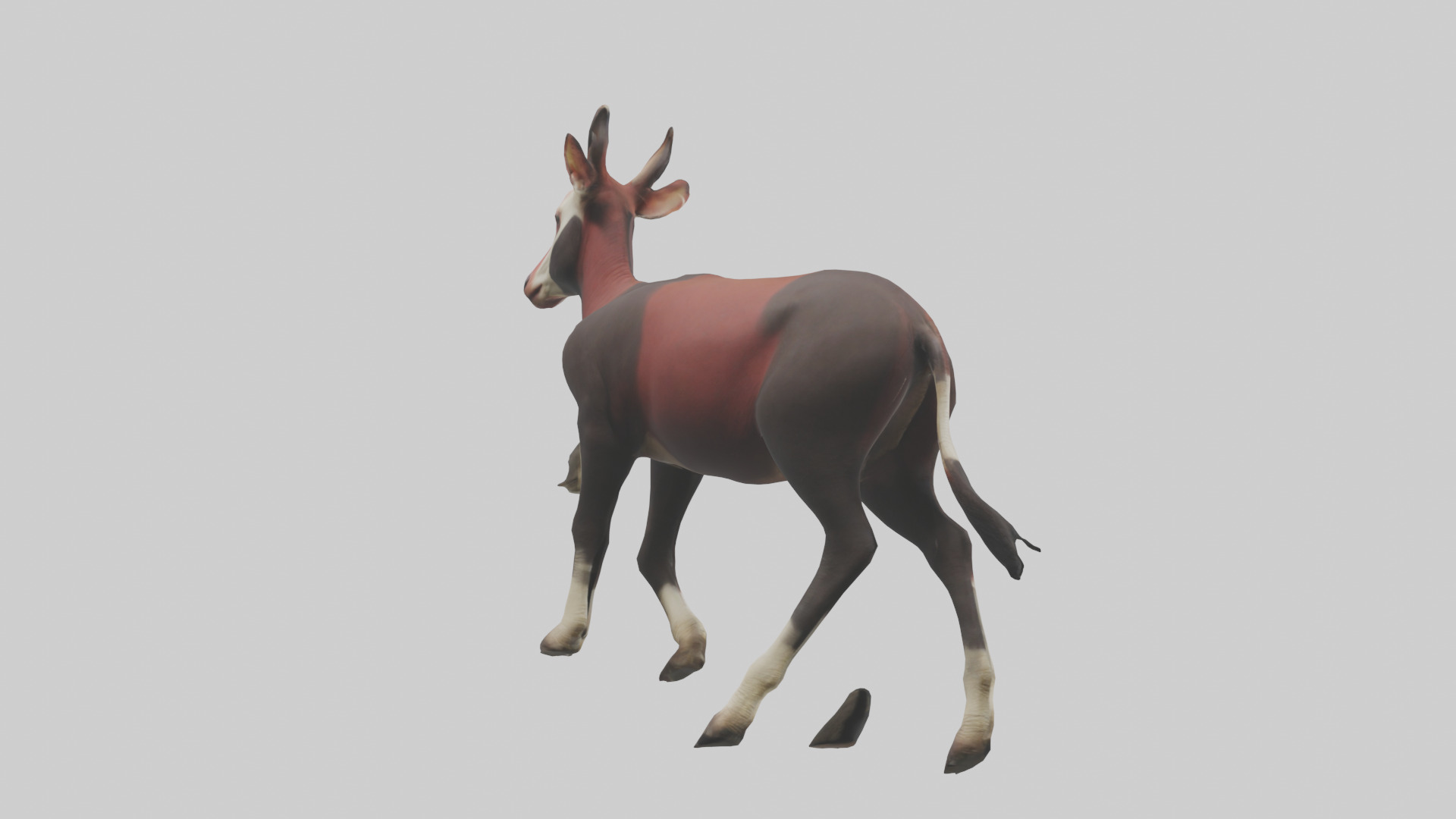 Okapi walking model Low-poly 3D model_2