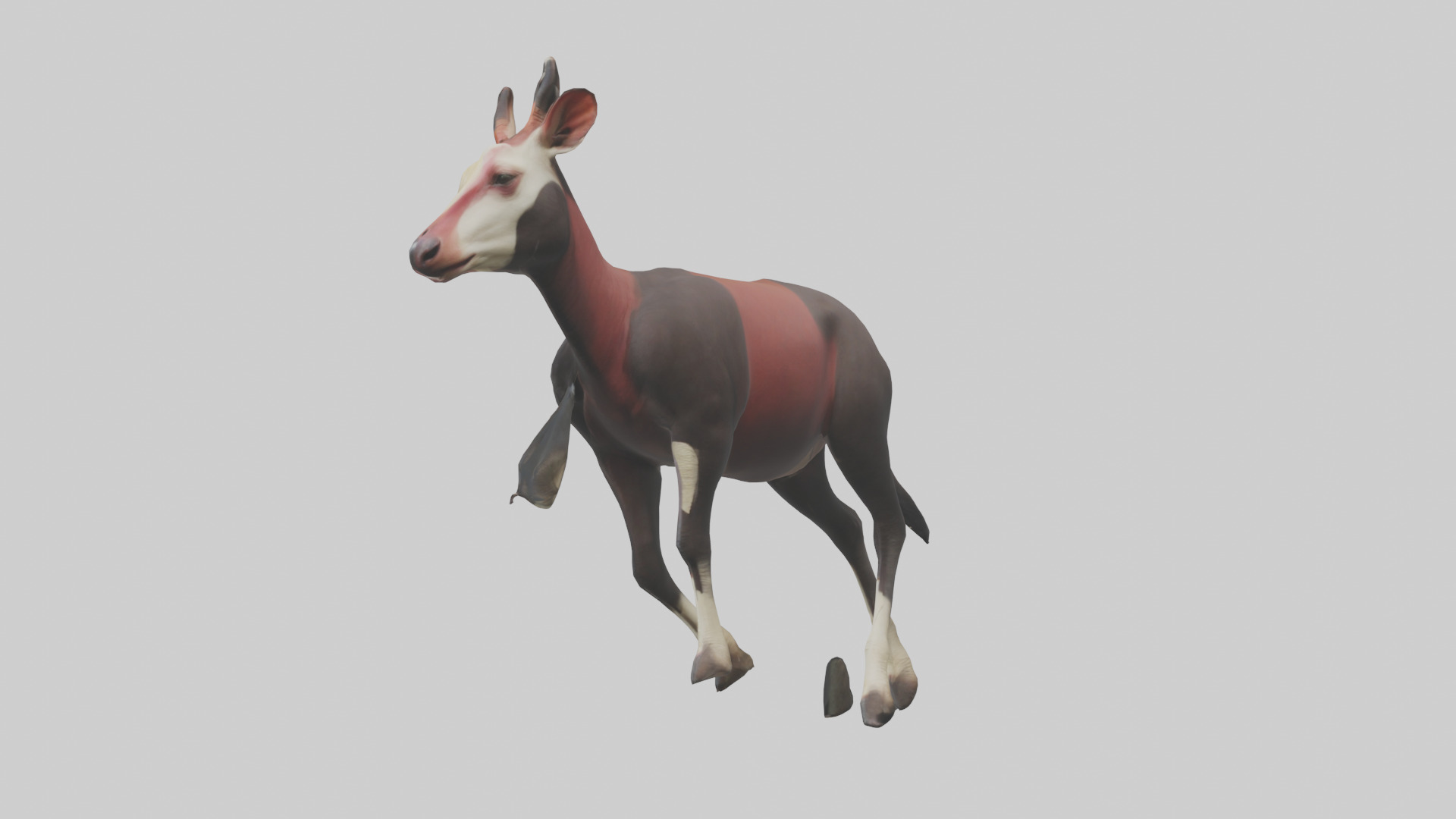 Okapi walking model Low-poly 3D model_1