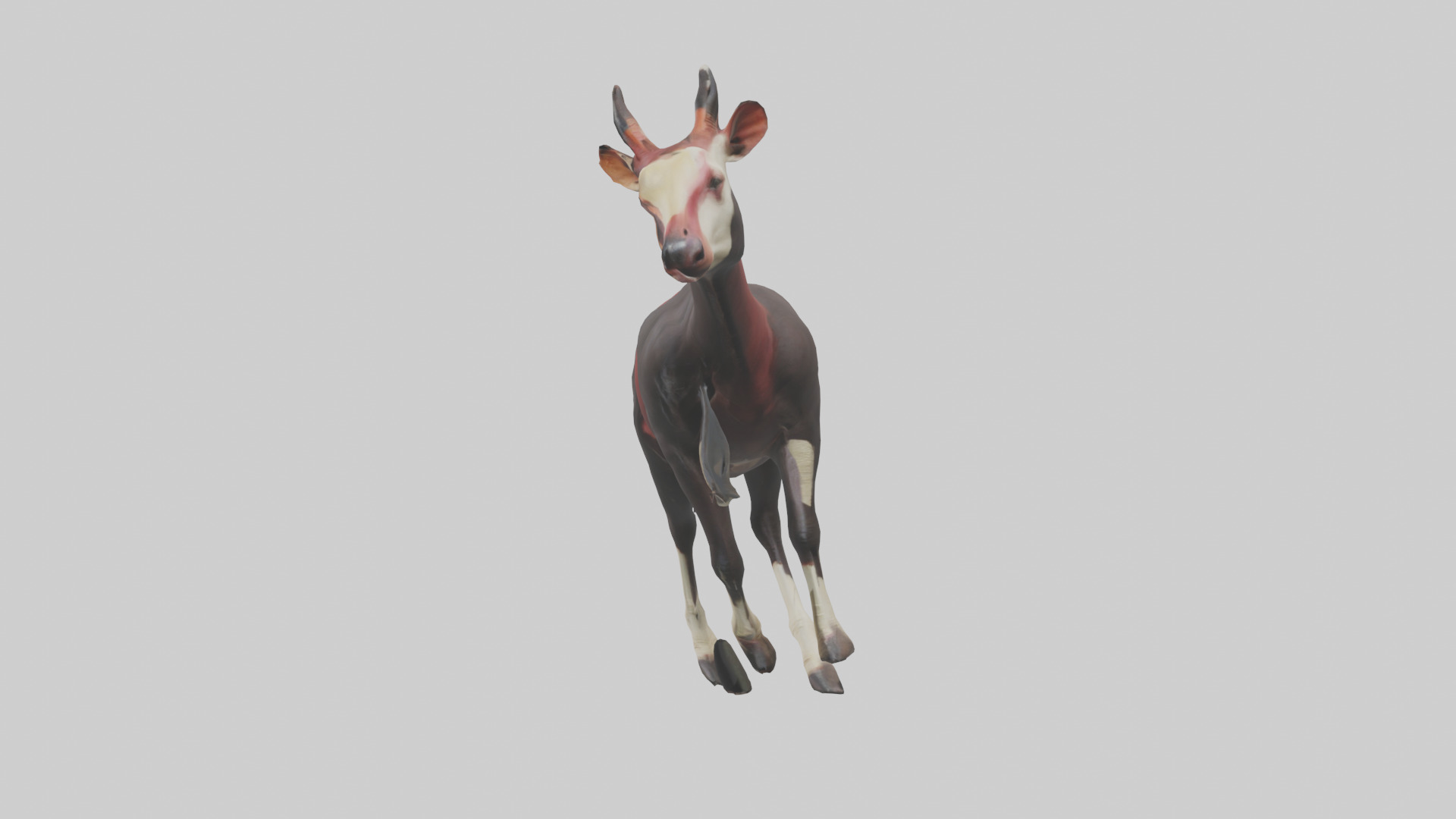 Okapi walking model Low-poly 3D model_12