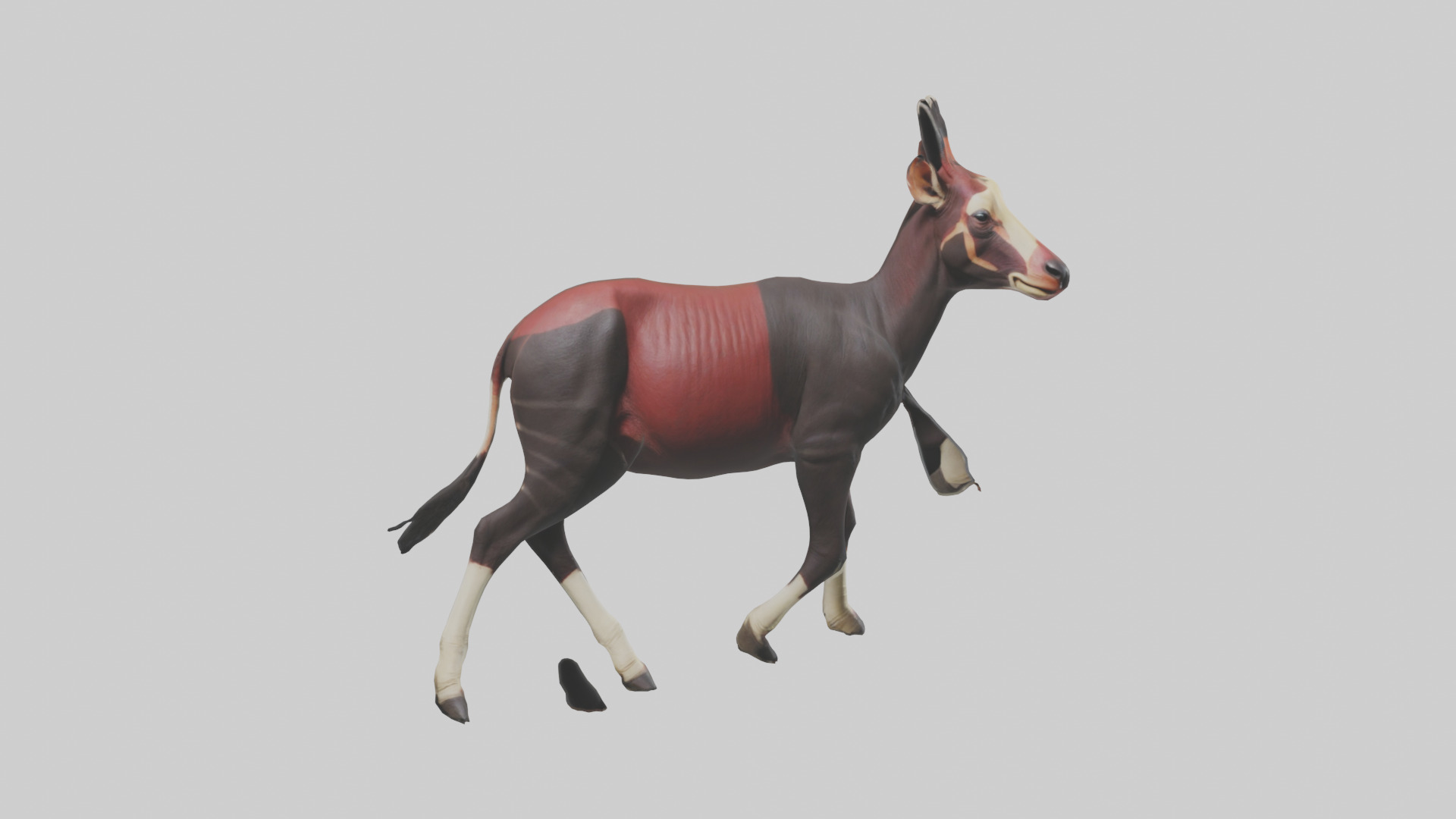 Okapi walking model Low-poly 3D model_9