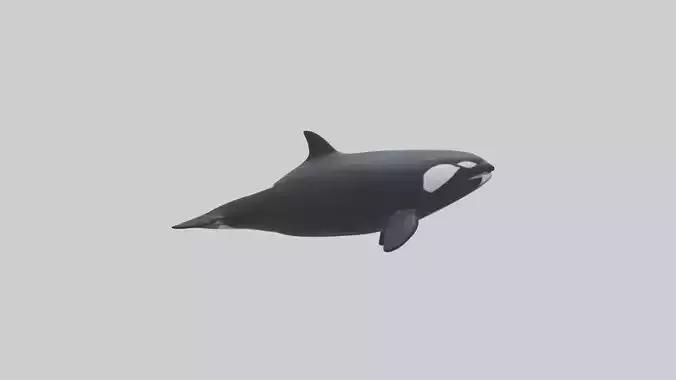 Orca swimming model