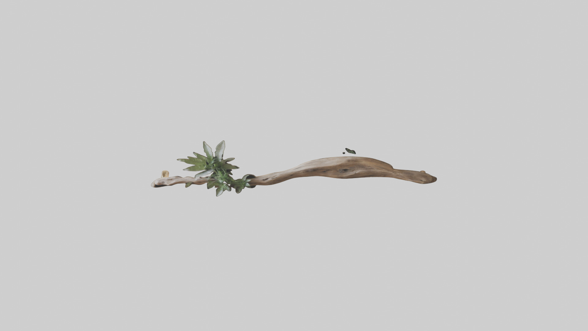 Organic Wall Decor Low-poly 3D model_16