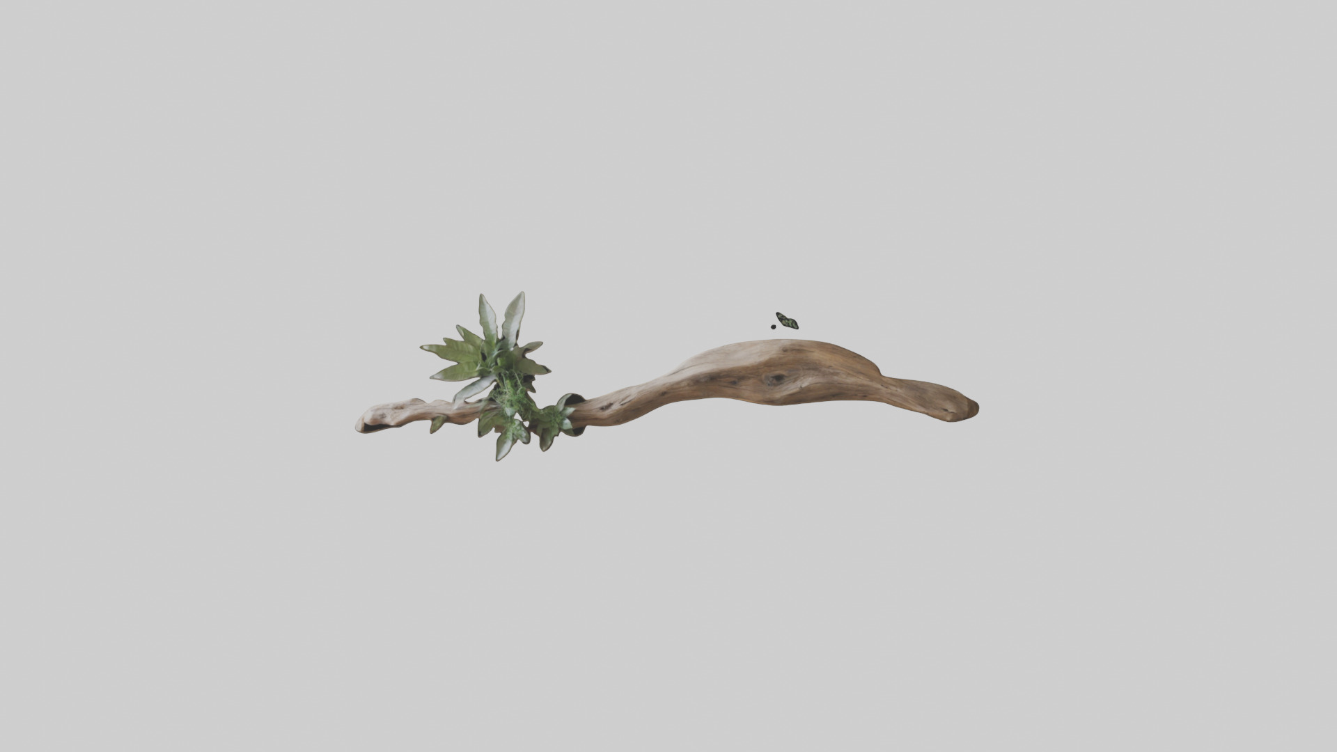 Organic Wall Decor Low-poly 3D model_9
