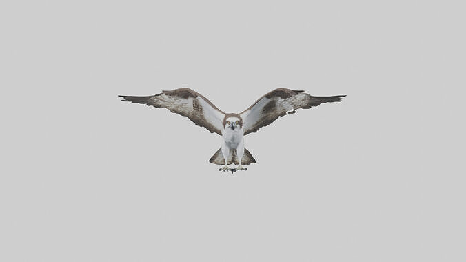 Osprey fishing model Low-poly 3D model