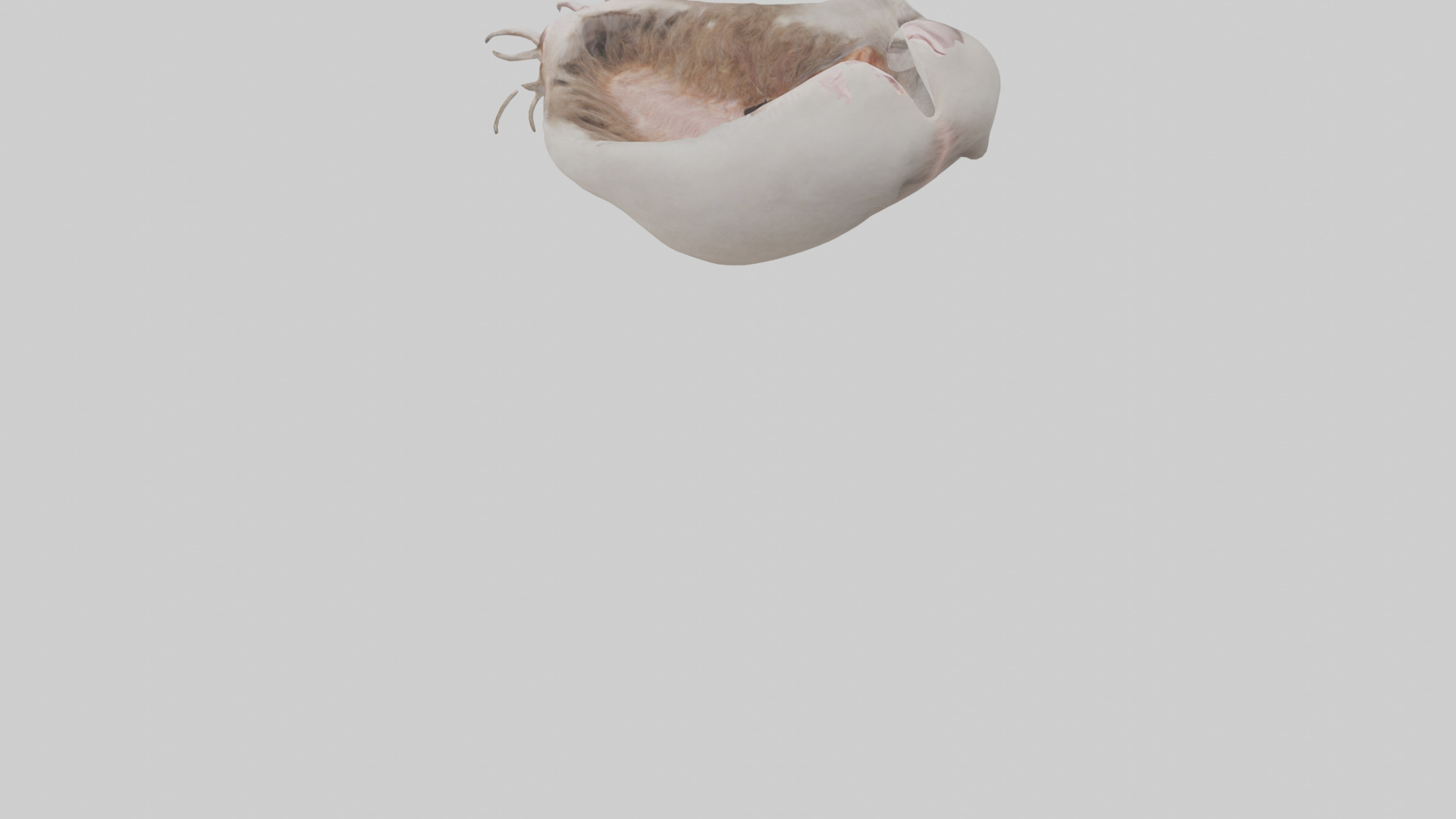 Ostrich Stomach Low-poly 3D model_3