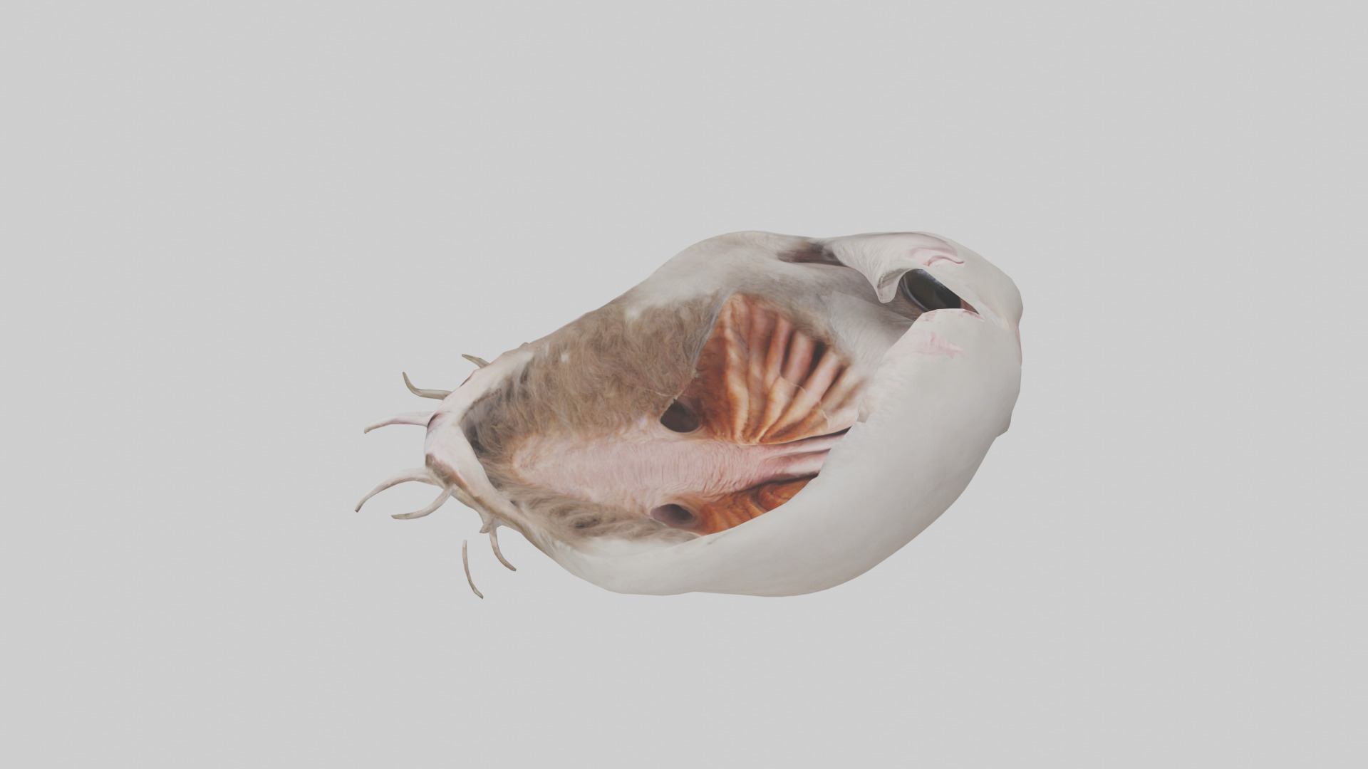 Ostrich Stomach Low-poly 3D model_17