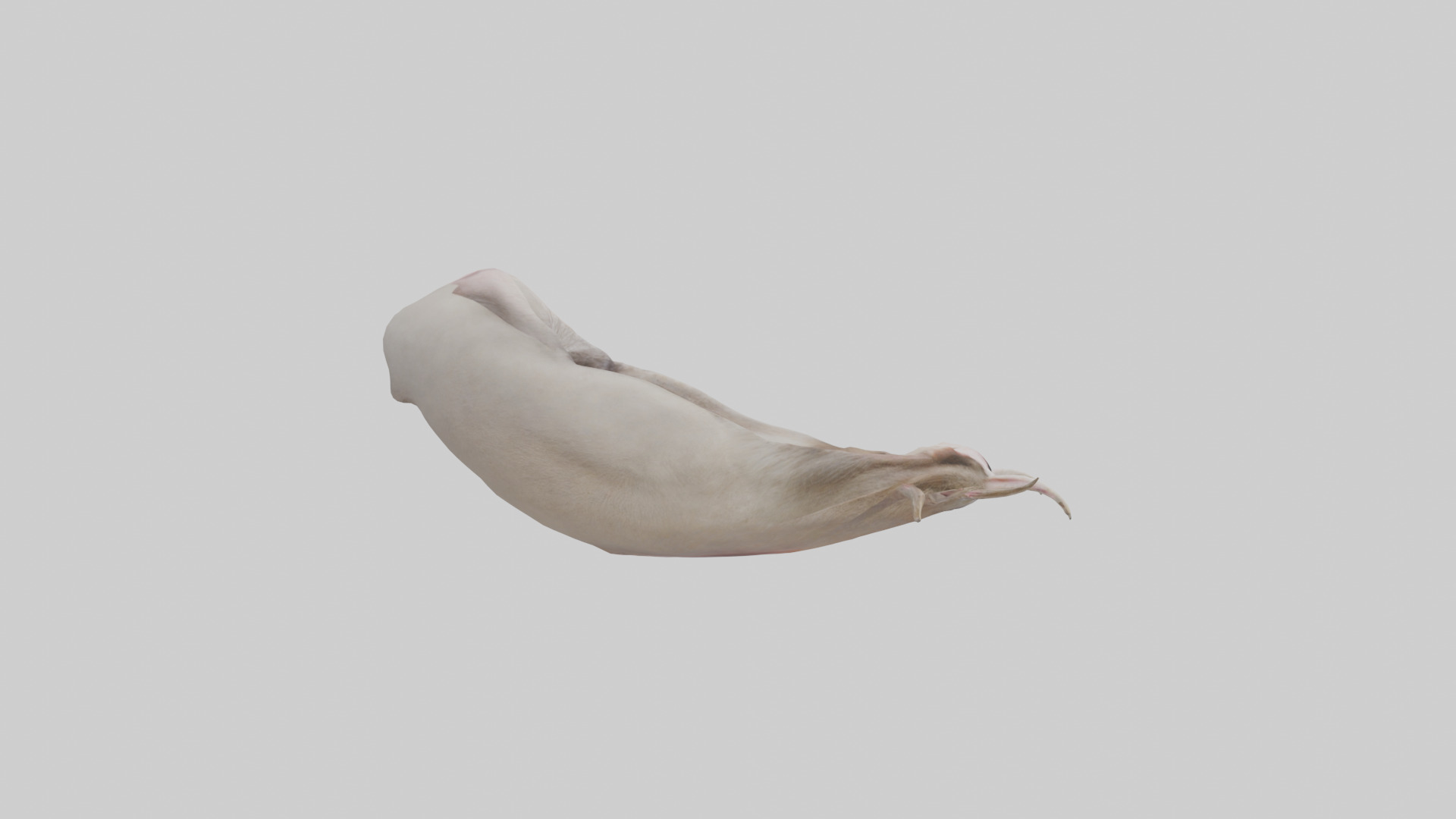 Ostrich Stomach Low-poly 3D model_13