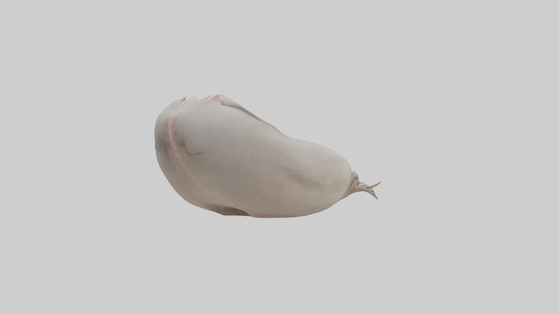 Ostrich Stomach Low-poly 3D model_2
