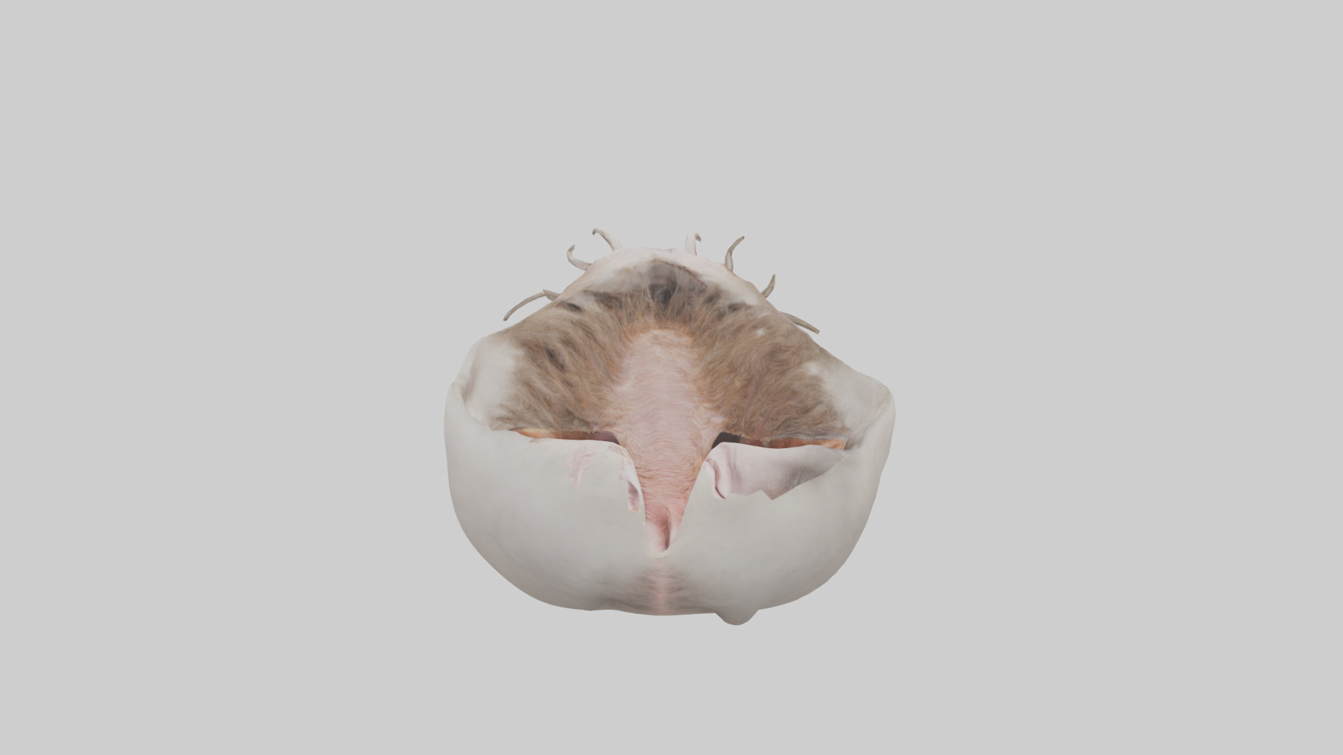 Ostrich Stomach Low-poly 3D model_15