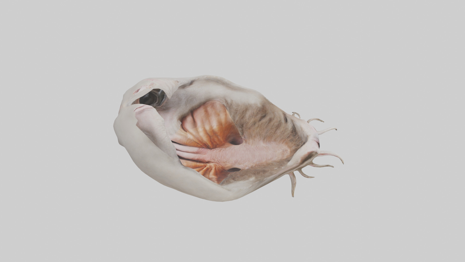 Ostrich Stomach Low-poly 3D model_18