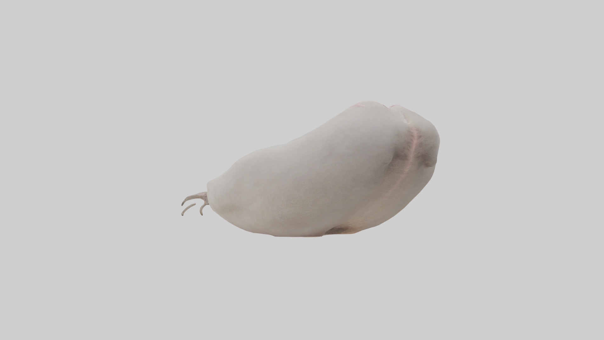 Ostrich Stomach Low-poly 3D model_1