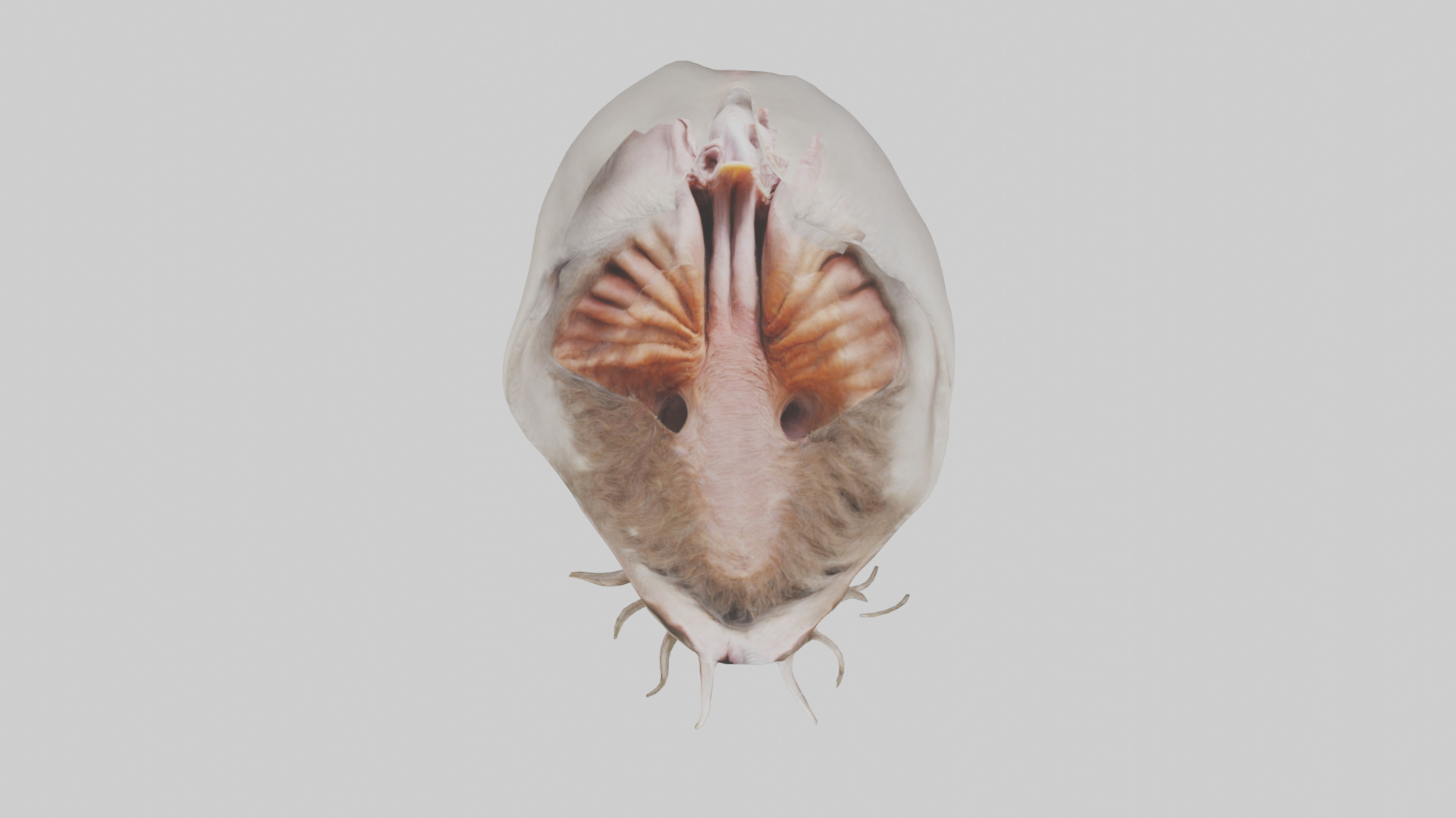 Ostrich Stomach Low-poly 3D model_14