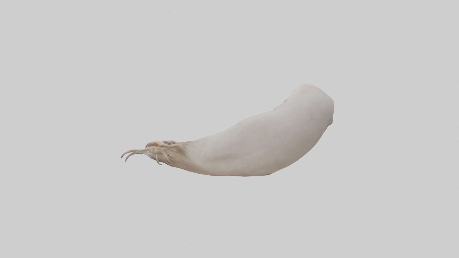 Ostrich Stomach Low-poly 3D model_12