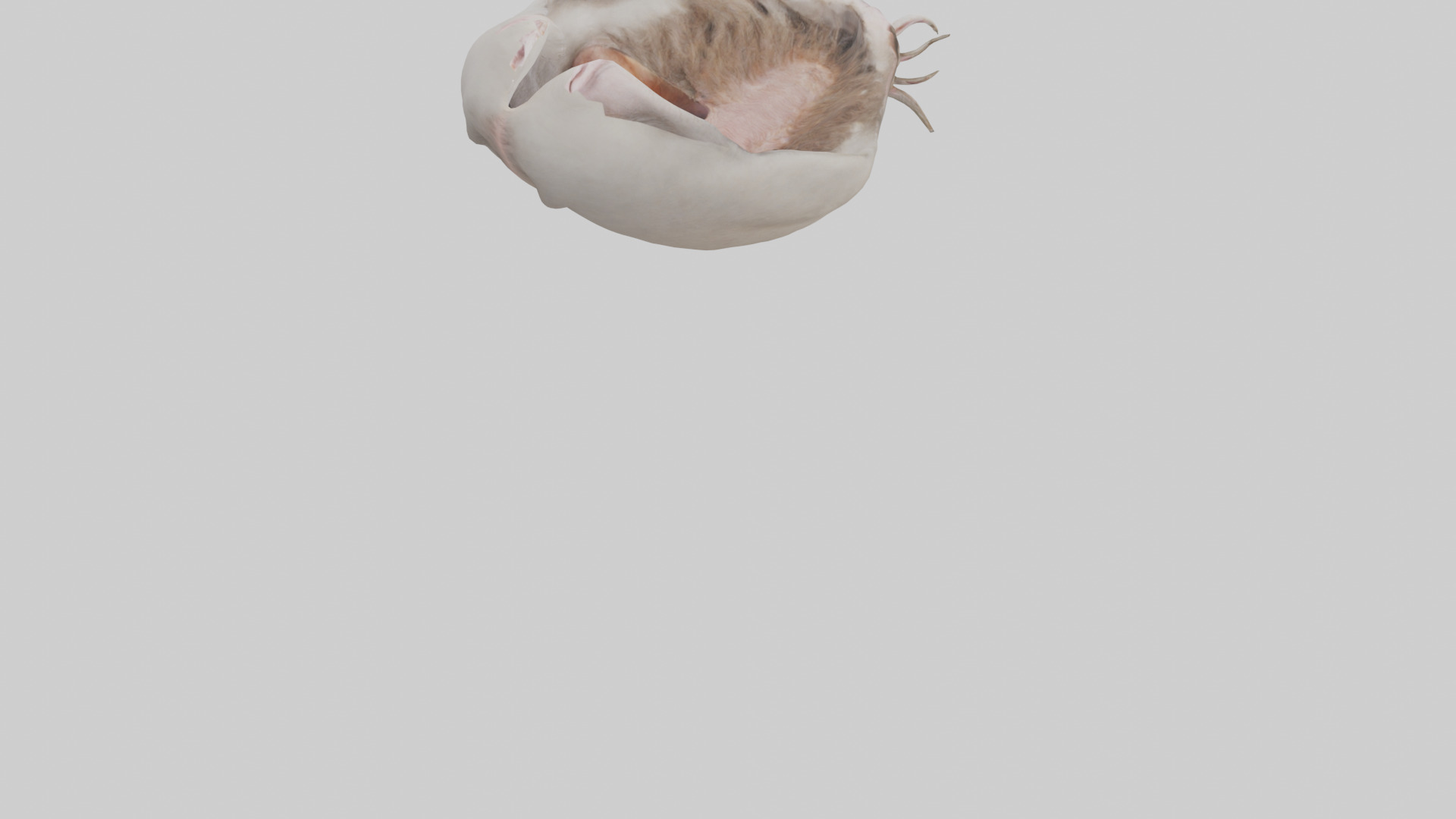 Ostrich Stomach Low-poly 3D model_4