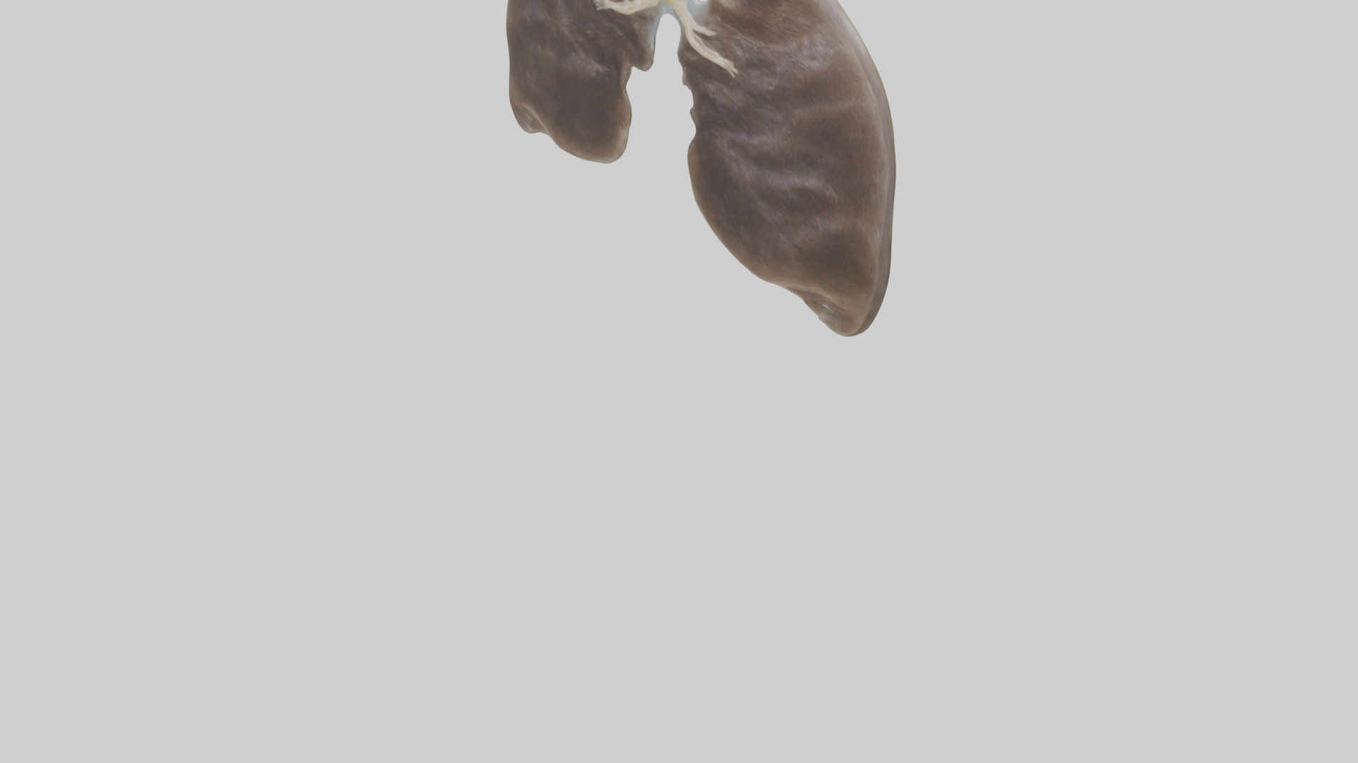 Otter Lungs Low-poly 3D model_5