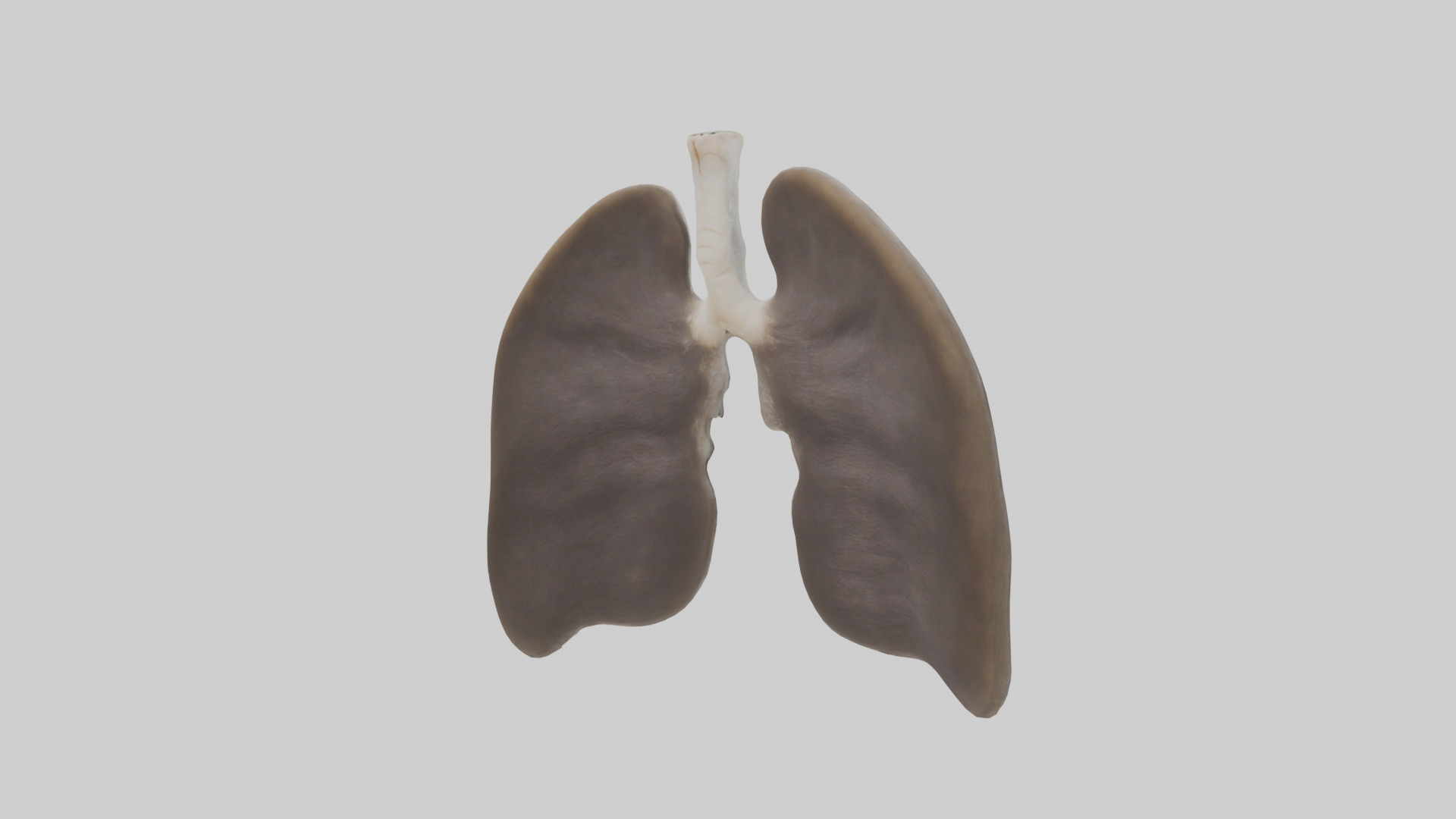 Otter Lungs Low-poly 3D model_2