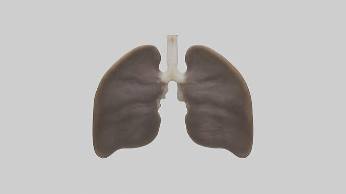 Otter Lungs Low-poly 3D model