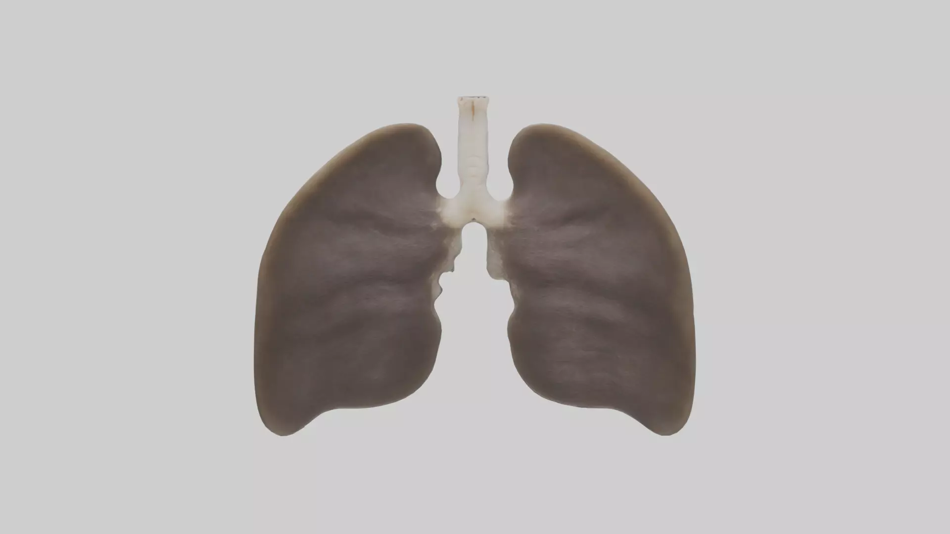Otter Lungs Low-poly 3D model_0