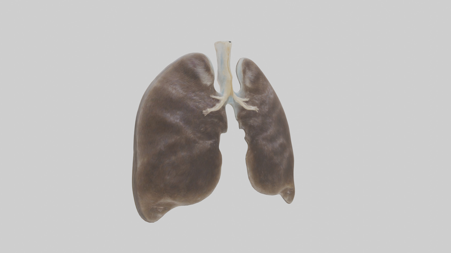 Otter Lungs Low-poly 3D model_7