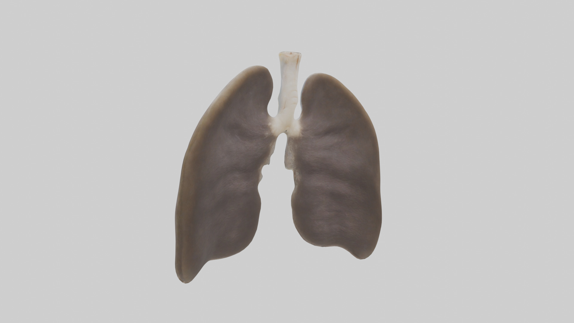 Otter Lungs Low-poly 3D model_1
