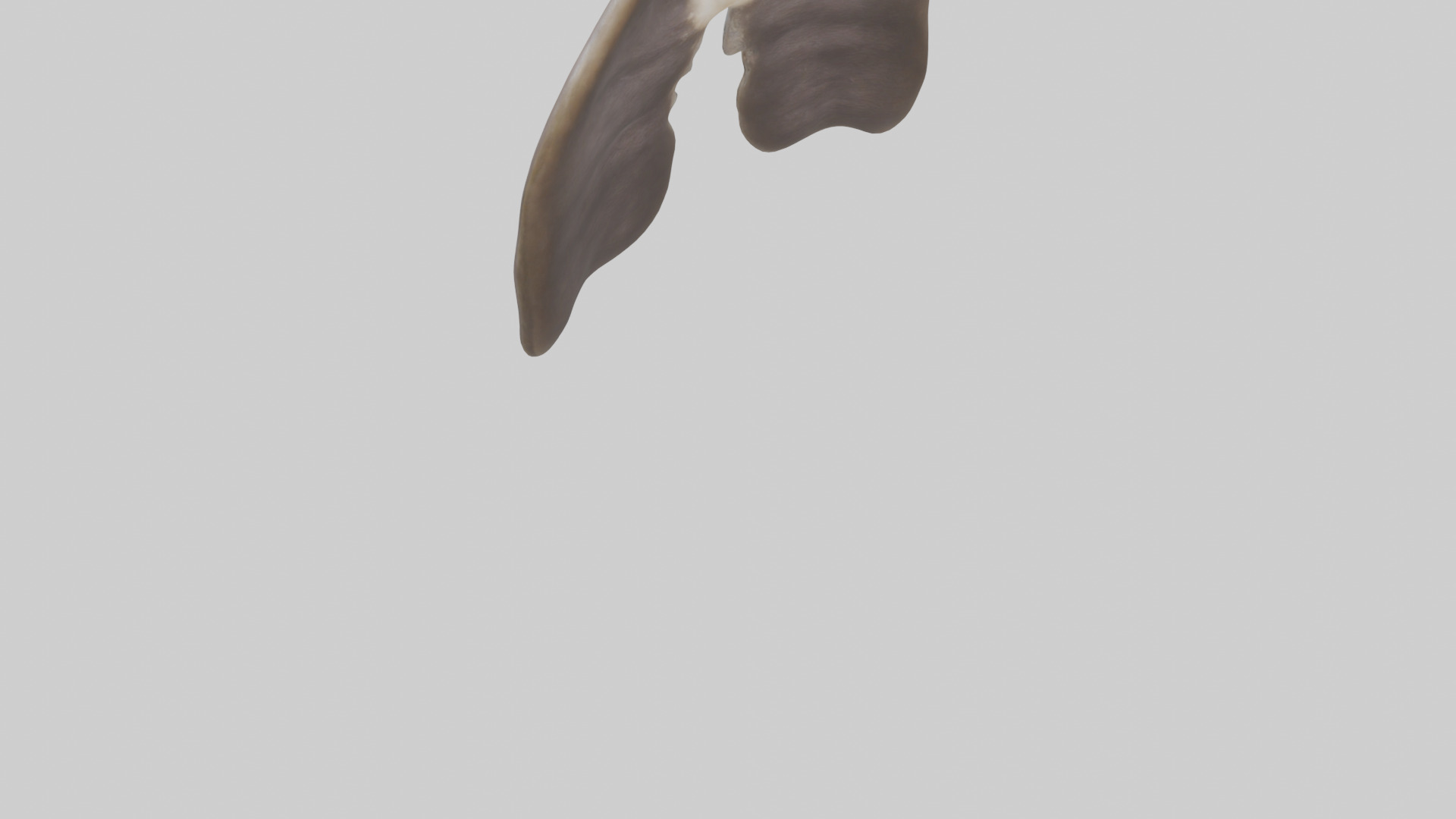 Otter Lungs Low-poly 3D model_3