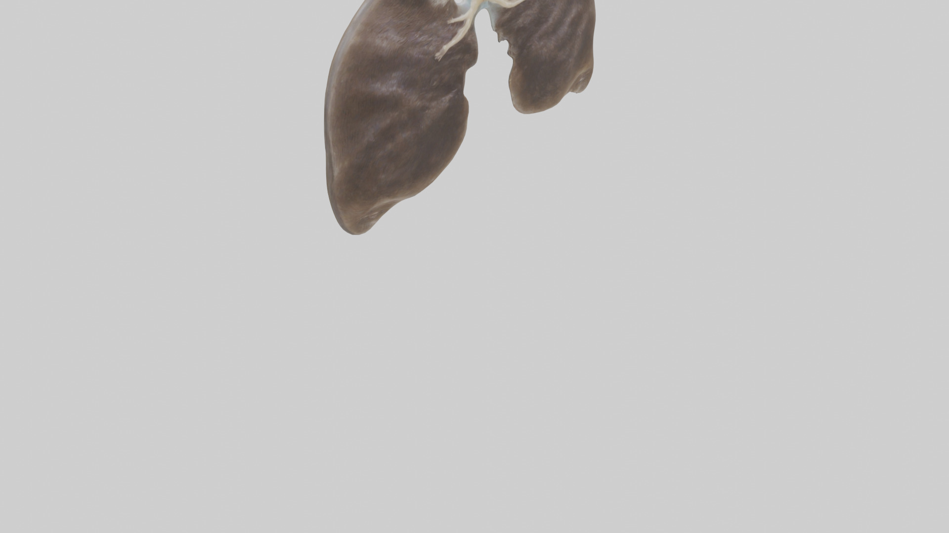 Otter Lungs Low-poly 3D model_6