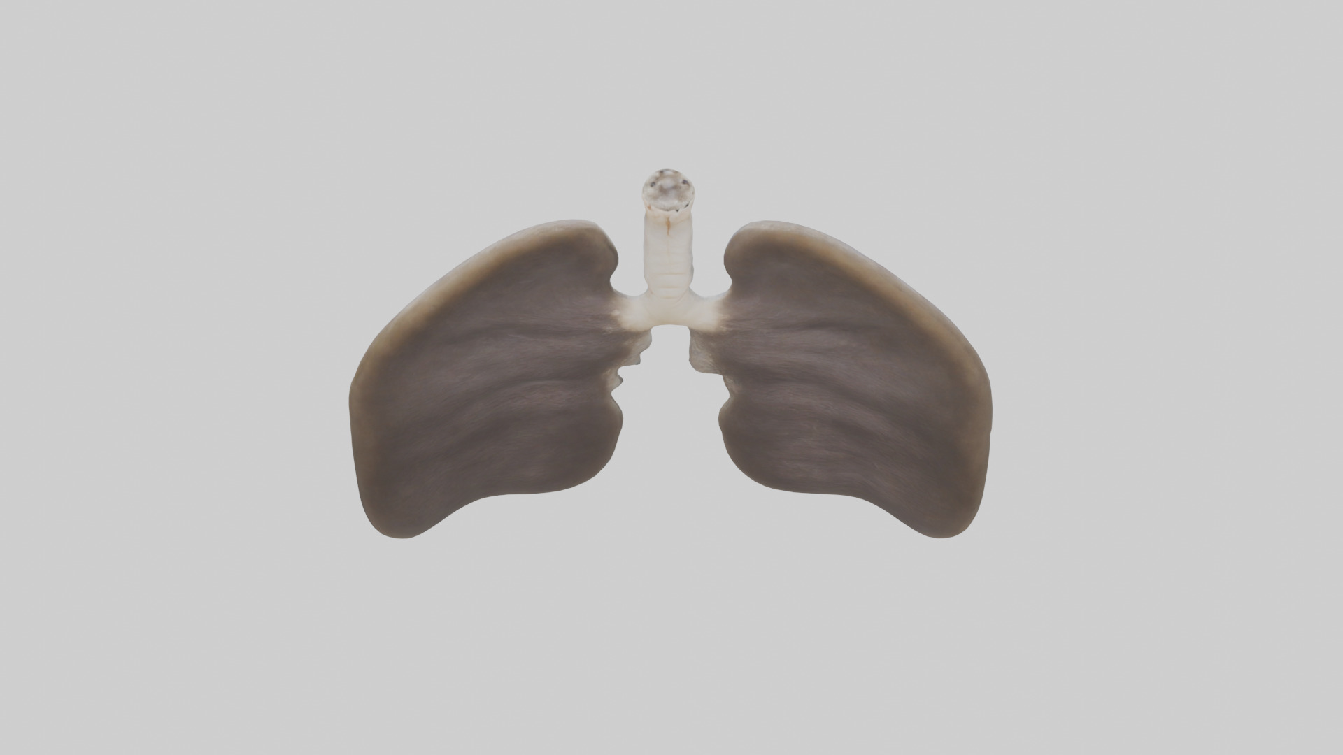 Otter Lungs Low-poly 3D model_15