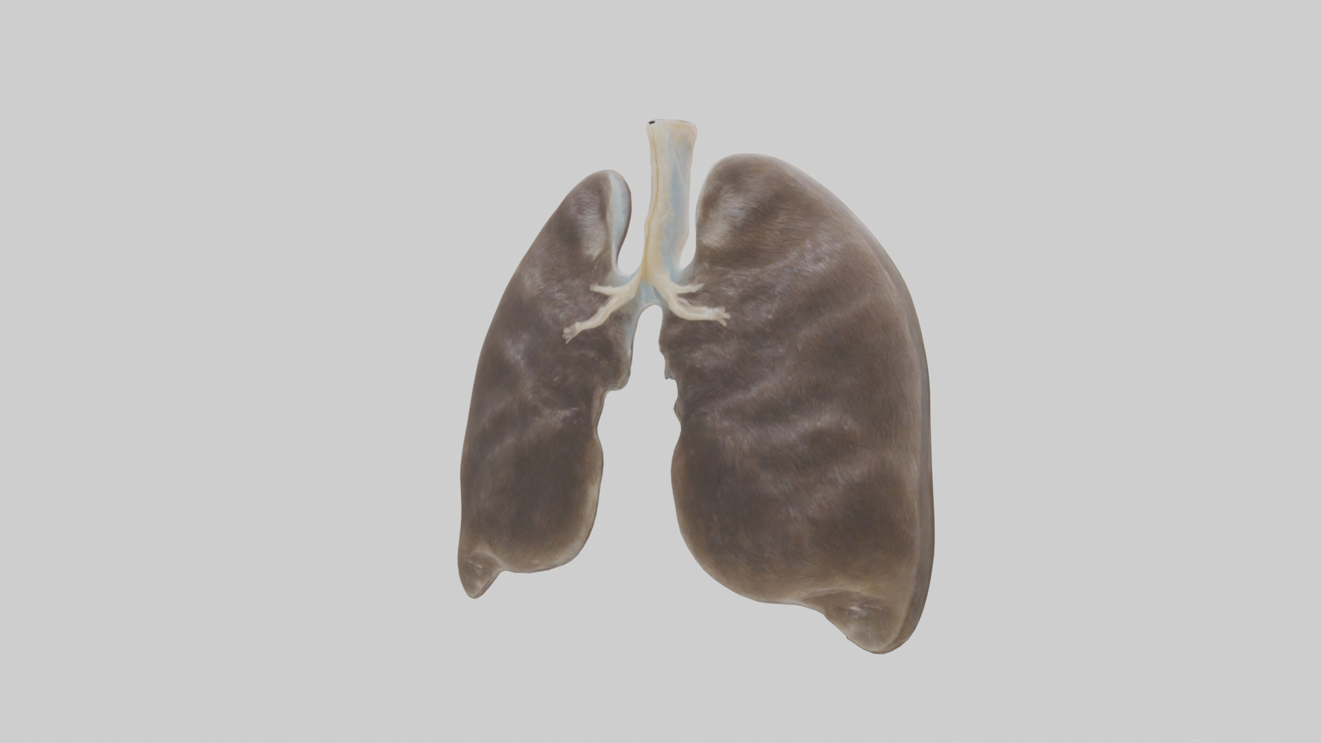 Otter Lungs Low-poly 3D model_10