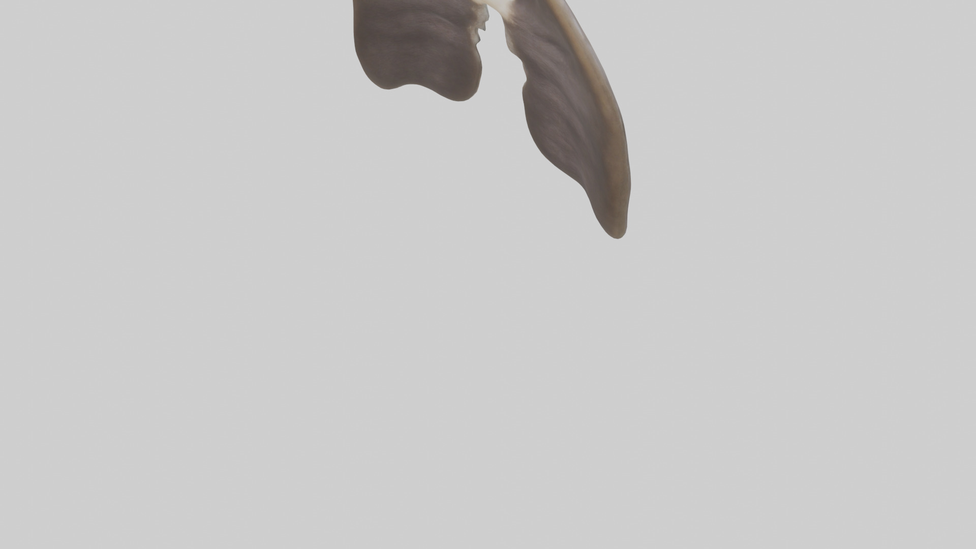Otter Lungs Low-poly 3D model_4