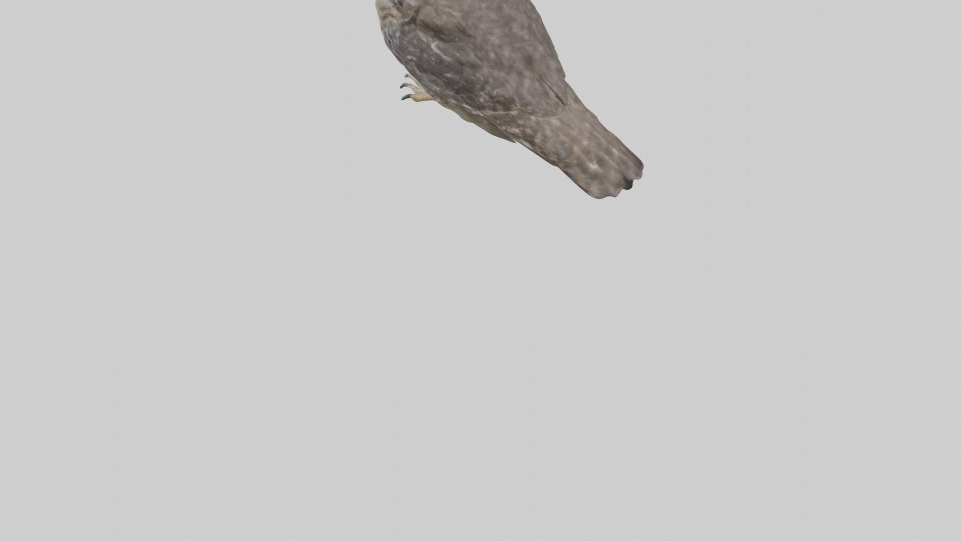 Owl Beak Low-poly 3D model_3