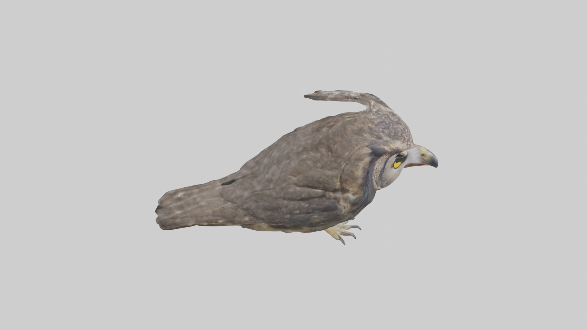 Owl Beak Low-poly 3D model_18