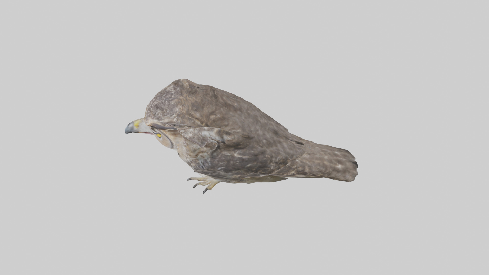 Owl Beak Low-poly 3D model_17