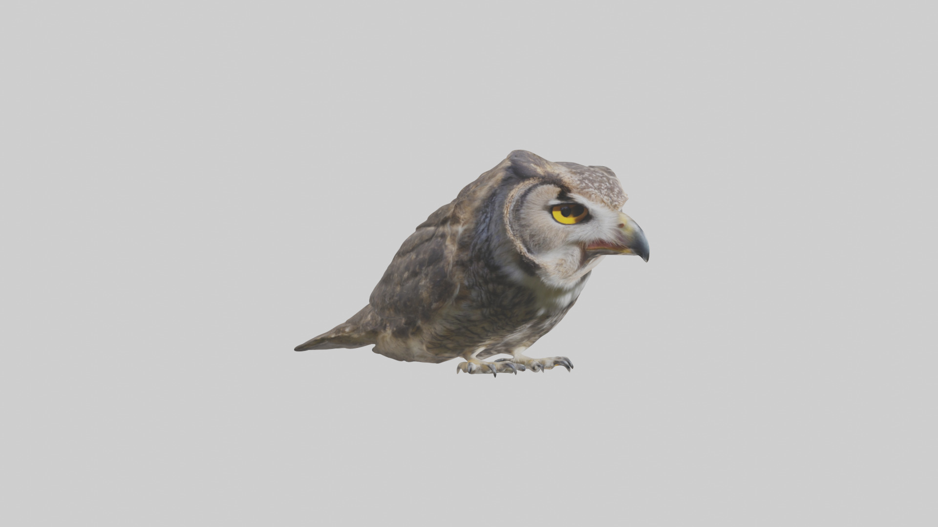 Owl Beak Low-poly 3D model_7