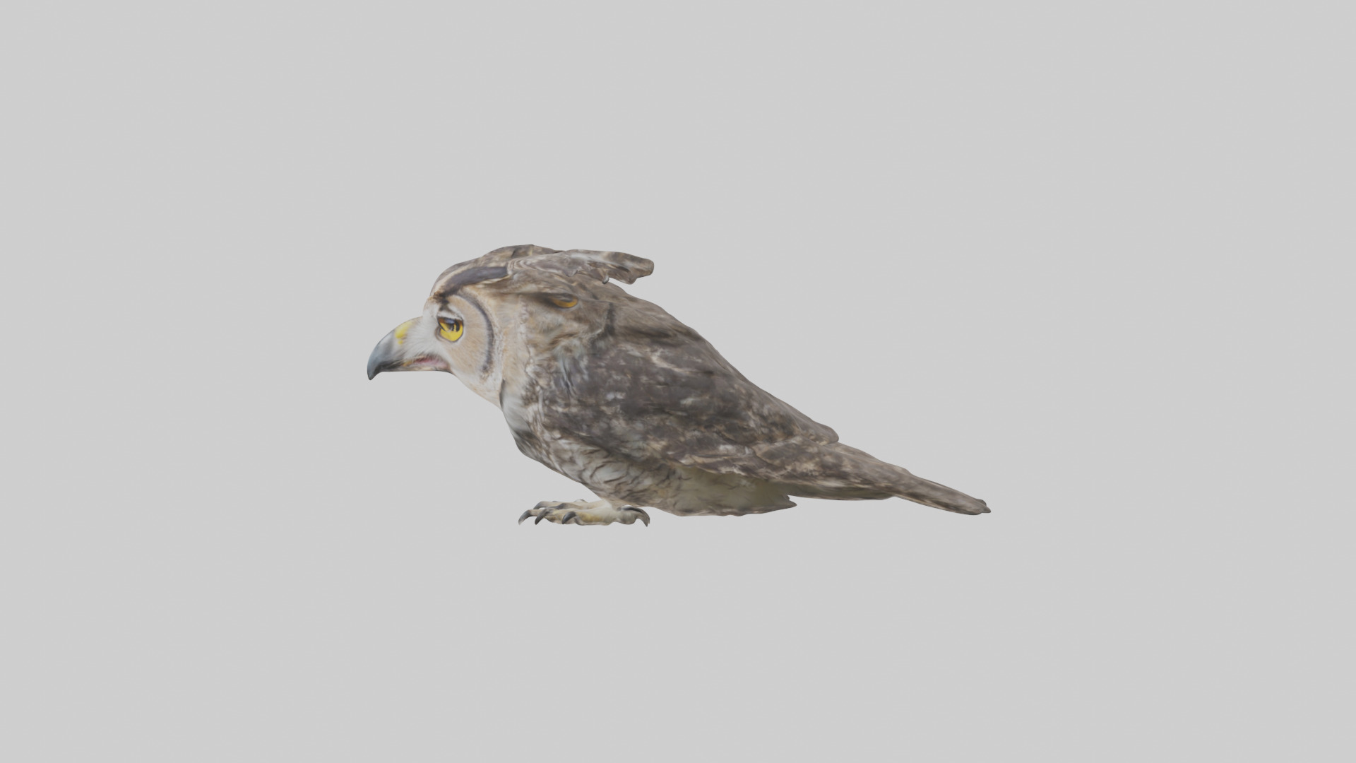 Owl Beak Low-poly 3D model_12