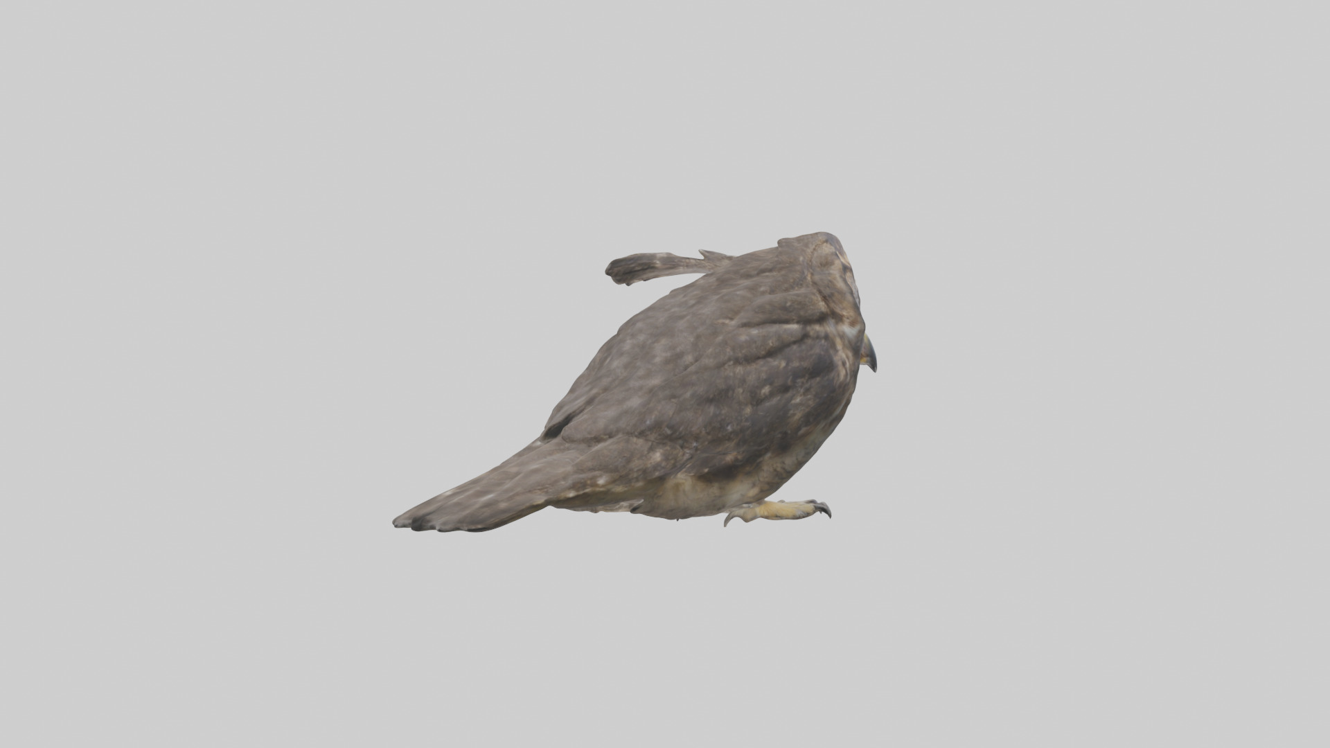 Owl Beak Low-poly 3D model_2