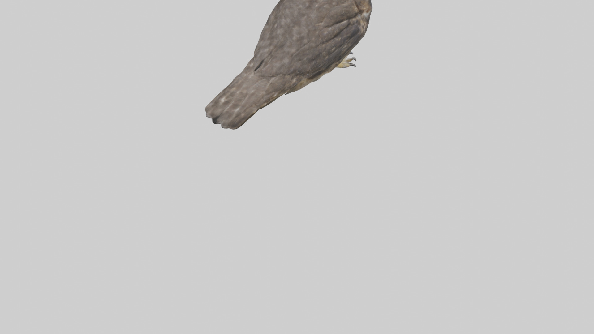 Owl Beak Low-poly 3D model_4