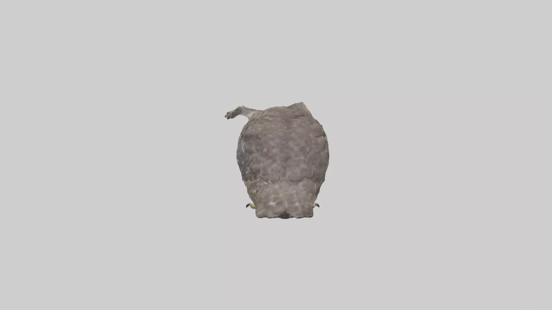 Owl Beak Low-poly 3D model_0