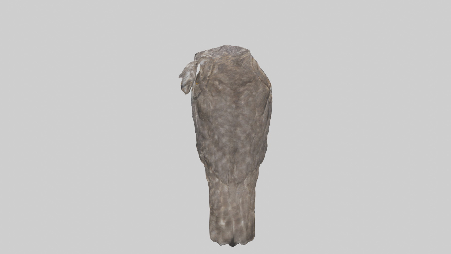 Owl Beak Low-poly 3D model_15