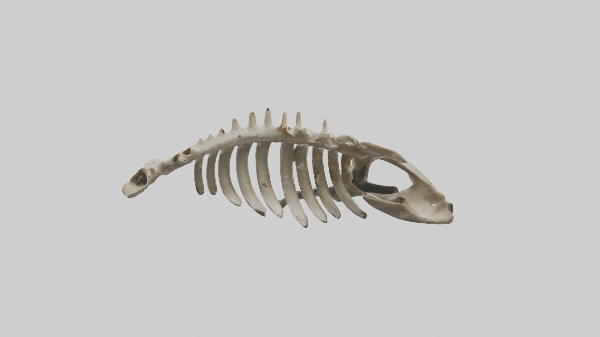 Owl Vertebrae Low-poly 3D model_10