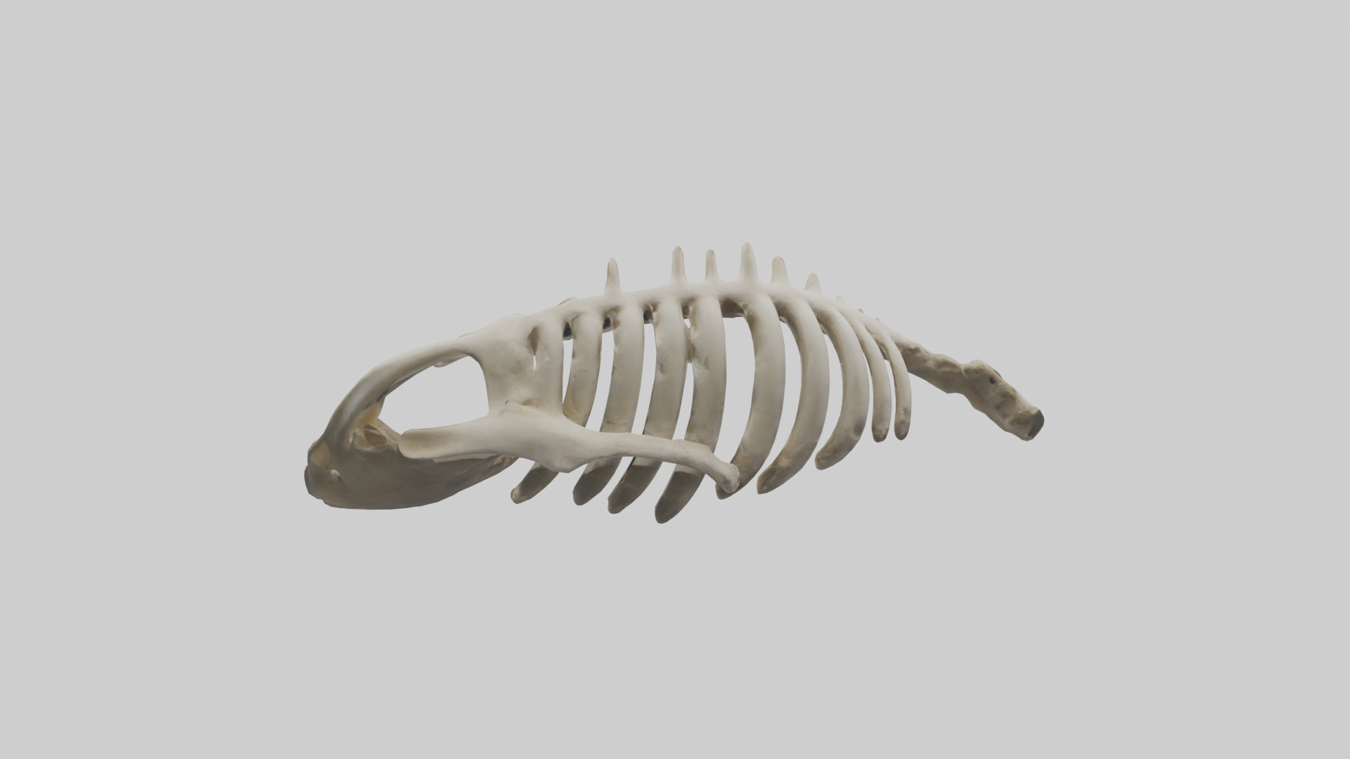 Owl Vertebrae Low-poly 3D model_2