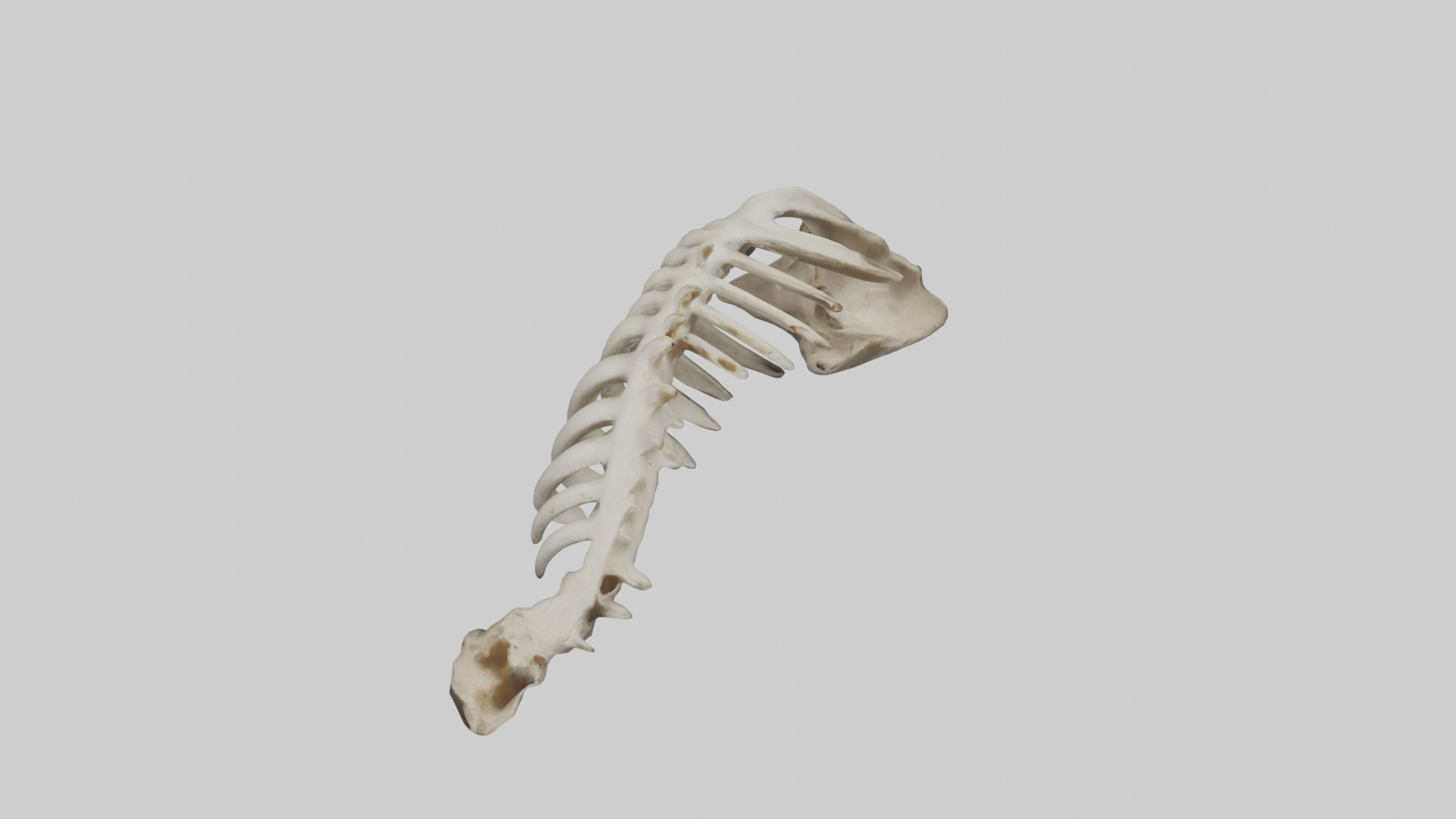 Owl Vertebrae Low-poly 3D model_16